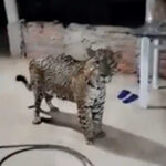 Onça-pintada majestosa caminhando calmamente na varanda de uma fazenda rústica à noite no Jalapão, Tocantins.