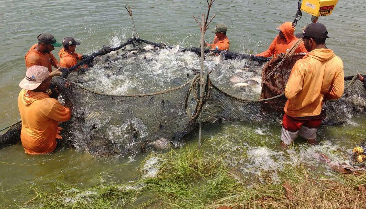 Piscicultura em Tocantins: produção de peixe em viveiros e tanques-rede