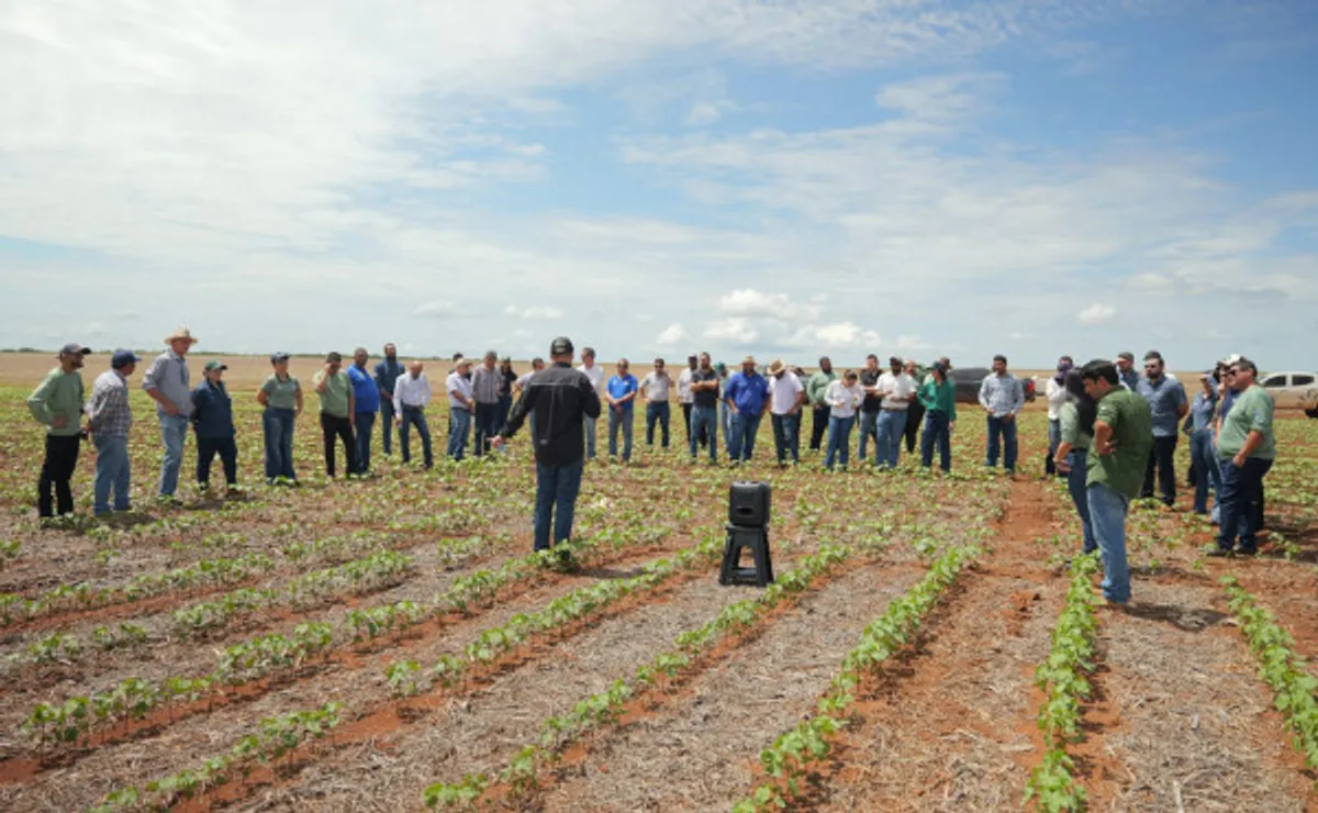 Agricultor examinando plantas de algodão em um campo vasto no Tocantins, com a luz do sol destacando a cultura e a tecnologia agrícola.