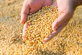 Colheita de soja em larga escala no Tocantins com infraestrutura agroindustrial ao fundo