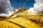 Diversidade e tecnologia no agronegócio do Tocantins, com avicultura, lavouras de grãos e pecuária, sob um céu claro e ensolarado.